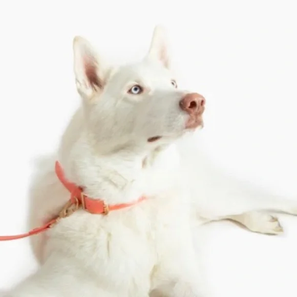 💛 Large Lucy & Co. Everyday PVC Collar in Coral - Picture 3 of 16